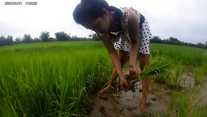 Chicas Asiáticas En Los Campos De Arroz: Un Encuentro Caliente Y Caliente